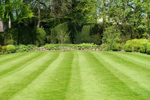 Grass Care Service in South Bend